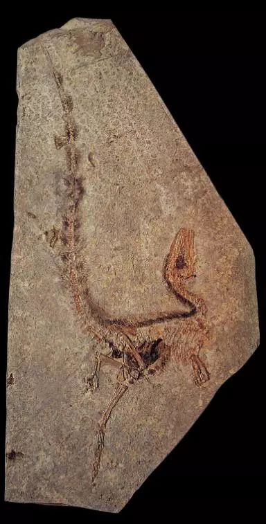 科普一下这是什么化石 W020181103595700547870.jpg