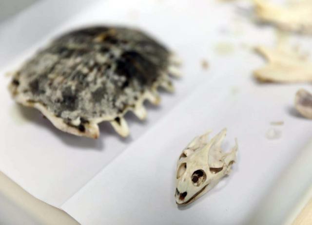 新京报网红古生物研究者卢静用做科研的态度做科普