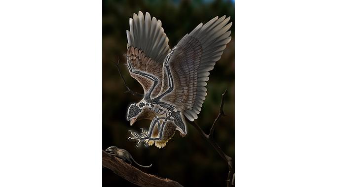 朱氏克拉通鸷：长着恐龙头骨和怪异身体的白垩纪鸟类