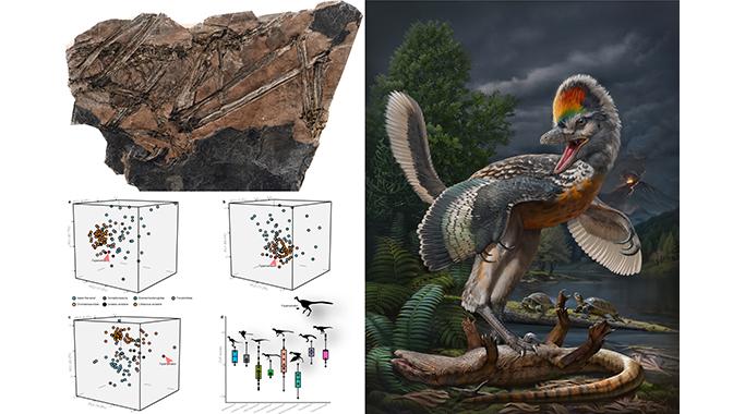 中国发现新的鸟翼类恐龙和侏罗纪陆相动物群