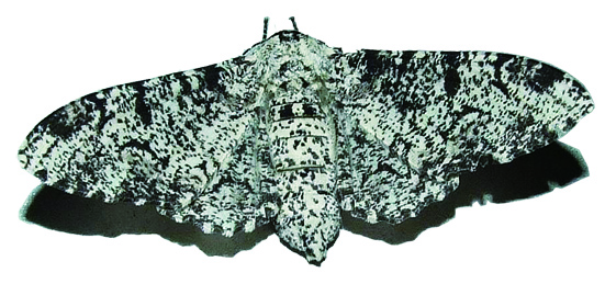 桦尺蛾的黑(上图)与灰(下图)(图片选自互联网)