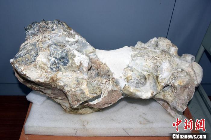 700万年前化石揭开真板齿犀起源谜团----古脊椎动物与古人类研究所