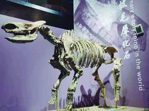 ①"临夏巨犀"头骨化石在和政古动物化石博物馆展出.