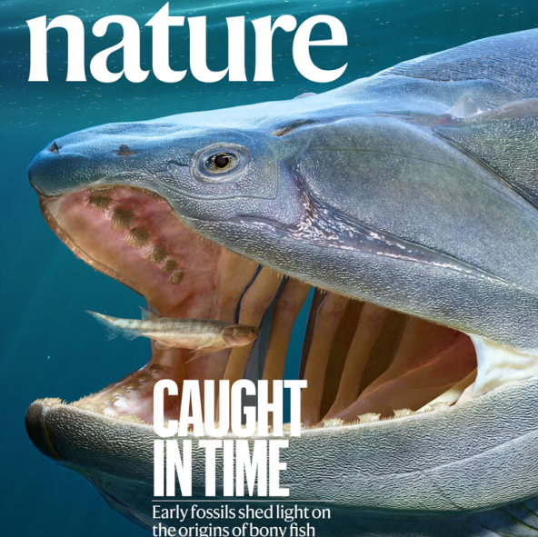 志留纪硬骨鱼类研究填补“从鱼到人”早期演化重大空白