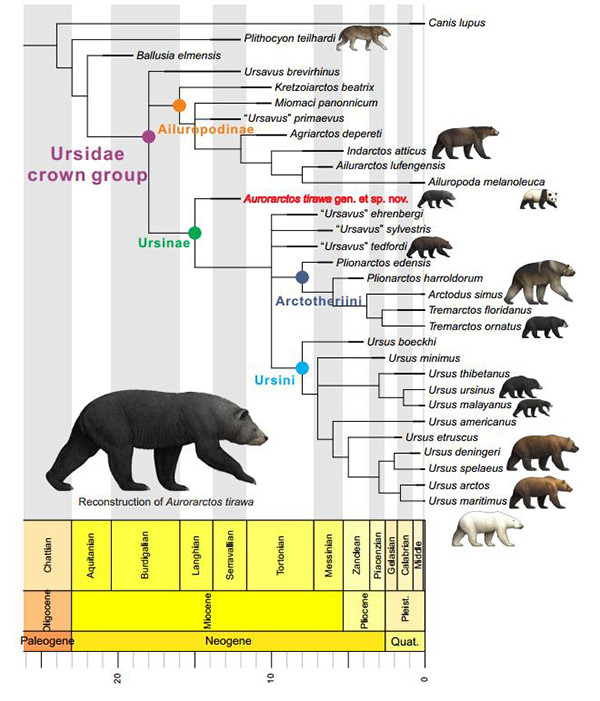熊的祖先进化图图片
